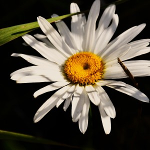 FLOR BLANCA